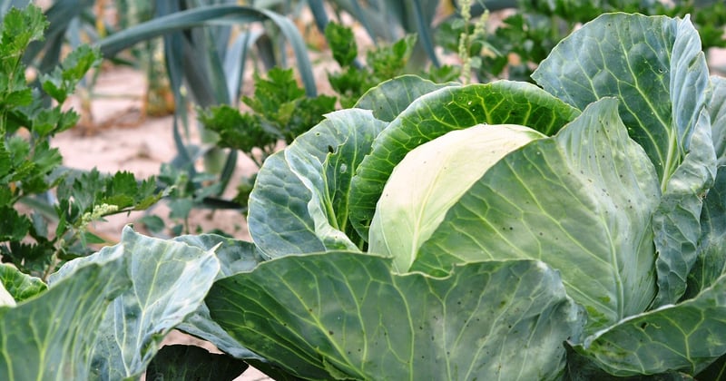 Aménager un potager en carré pour un petit jardin : 7 astuces malines